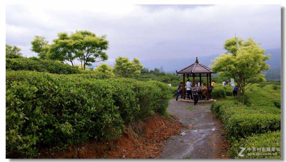 美丽的茶园 汉中西乡 茶山风光  (4/10)