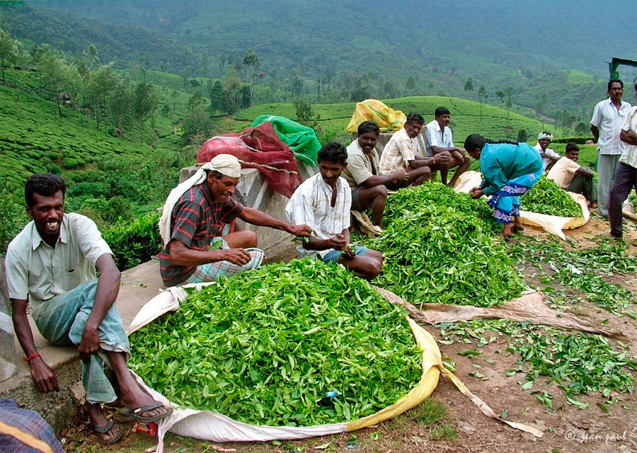 蒙纳茶山茶农采茶图片