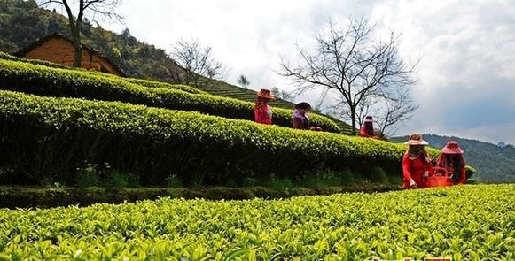 茶叶的采集茶图片