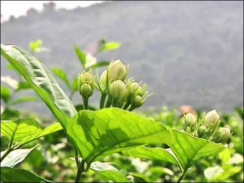 福州是茉莉花茶茶山图片