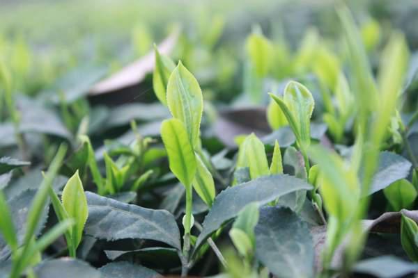 原来古树茶野生茶树图片