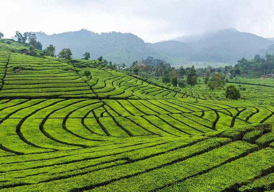 抹茶茶园茶山图片