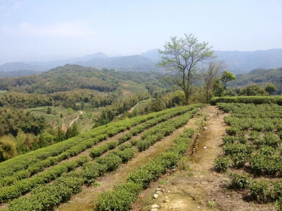 白茶茶园采茶随拍 (15/19)