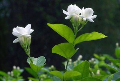 横县茉莉花茶朵图片