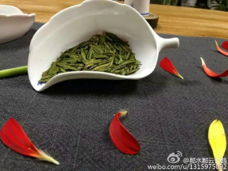 春茶 恩施玉露品鉴泡茶图片 (