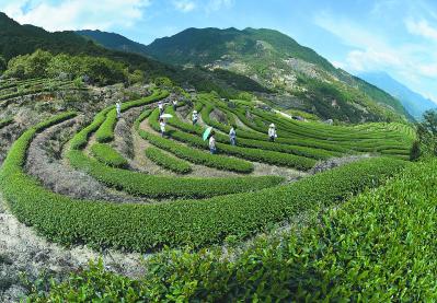 秋季的茶园美丽风景 (3/4)