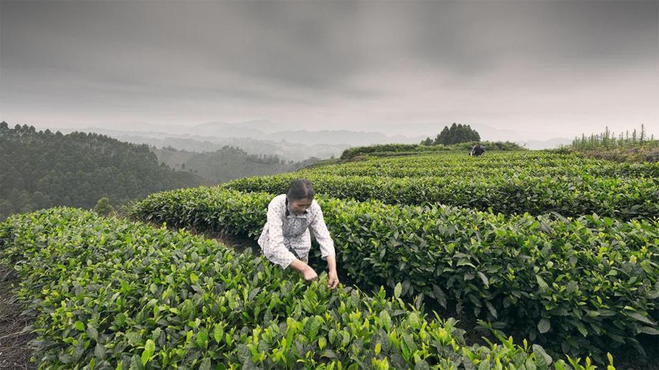 高山茶园采花花采茶摄影欣赏