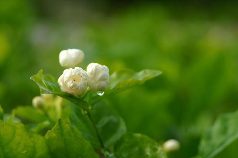 茶山上一朵茉莉花图片