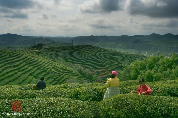 茶园风情大自然的美与勤劳的茶人 (8/16)