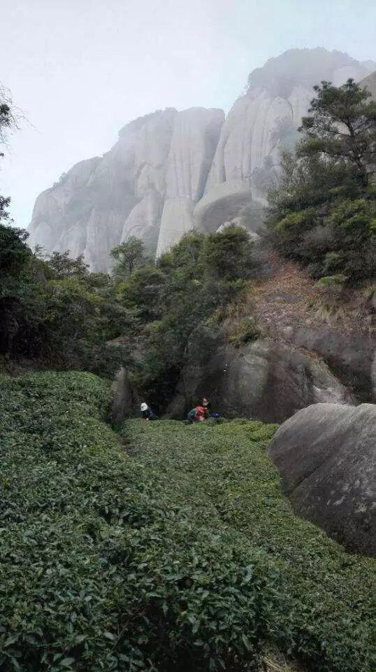 福鼎白茶家乡的好茶叶 (27/31)