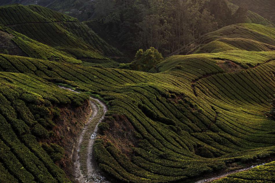 马来西亚茶园图片