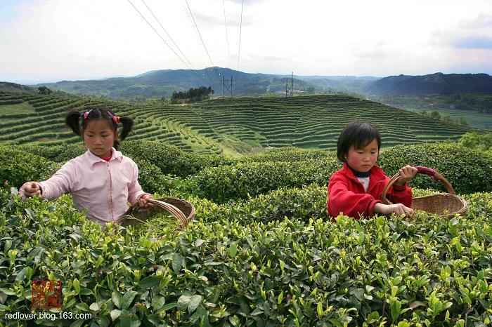 茶园风情大自然的美与勤劳的茶人 (10/16)