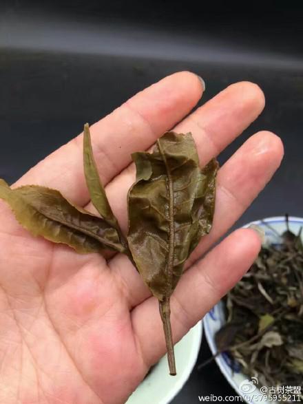 云南大树料白茶茶叶 (5/9)