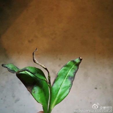 桐花落下做茶最后时节 (1/9)