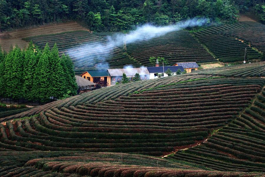 龙坞茶村茶园茶树茶山景色摄影 (3/10)