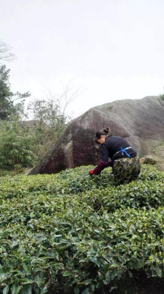 福鼎白茶家乡的好茶叶 (26/31)