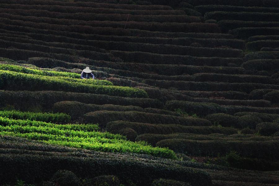 龙坞茶村茶园茶树茶山景色摄影 (1/10)