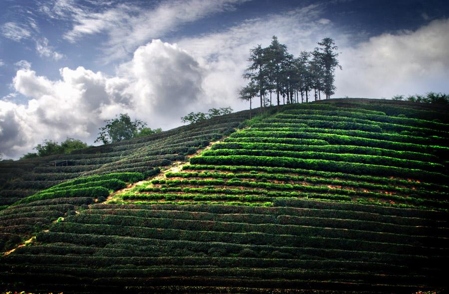 龙坞茶村茶园茶树茶山景色摄影 (10/10)