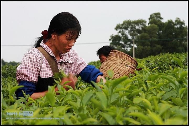 家乡茶园茶是故乡浓  (11/18)