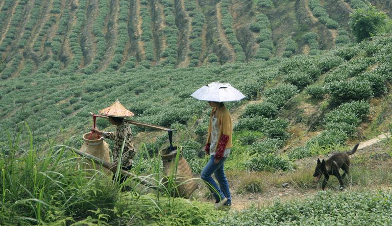 美丽的家乡绿茶的茶园风景 (7/10)