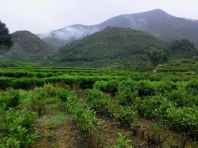 凤凰单丛名茶茶园茶叶景色 (16/22)