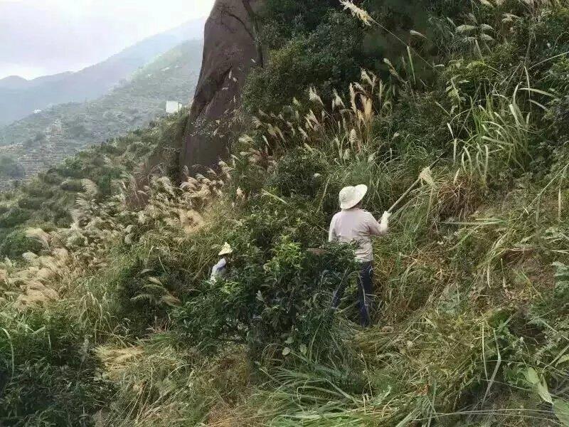 凤凰单丛名茶茶园茶叶景色 (5/22)