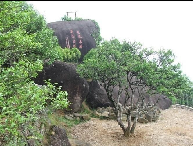 凤凰单丛名茶茶园茶叶景色 (15/22)