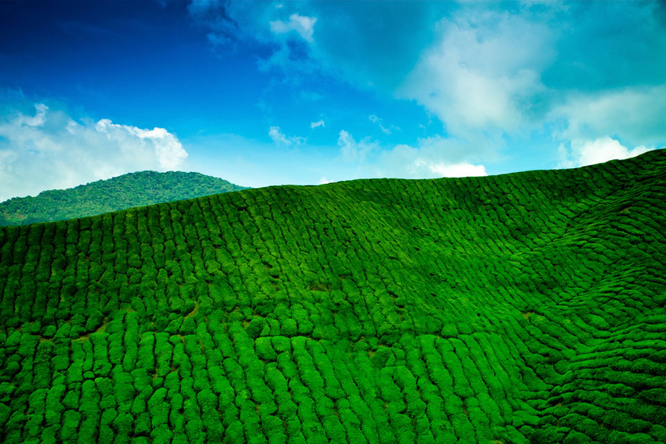 茶韵清香茶园风光图片