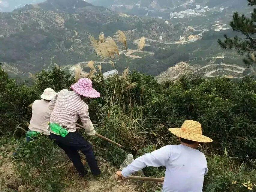 凤凰单丛名茶茶园茶叶景色 (4/22)