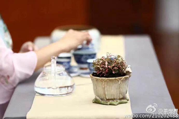 茶艺大赛“祥源茶”杯第二届安徽省茶艺竞赛