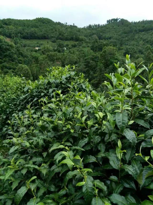 云南茶山古树茶茶园美景 (1/62)