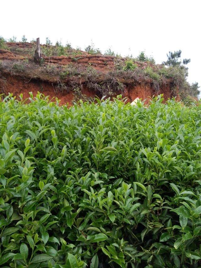 凤凰镇凤凰山茶区凤凰单枞茶园图片 (5/15)