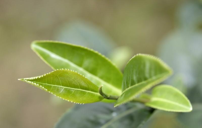 凤凰单丛名茶茶园茶叶景色 (22/22)