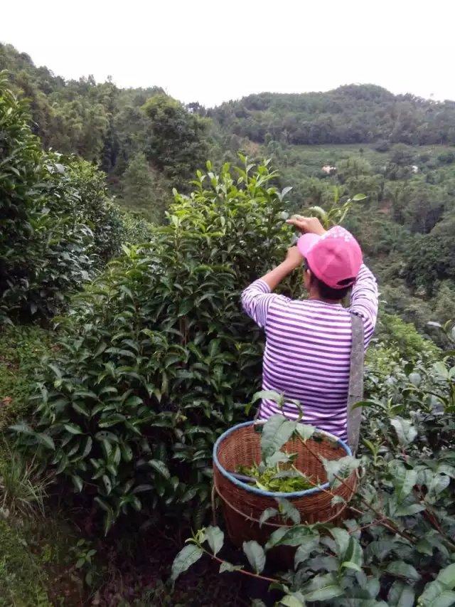 云南茶山古树茶茶园美景 (7/62)