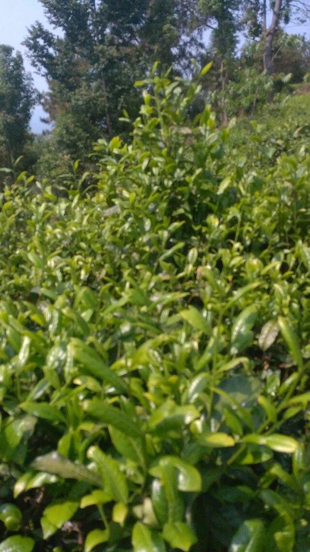 云南茶山古树茶茶园美景 (20/62)