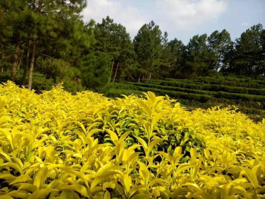 广东凤凰山茶叶凤凰单丛欣赏 (13/20)