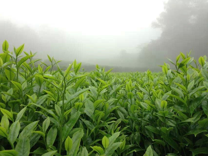 美丽家乡广东名茶凤凰单丛茶 (16/23)