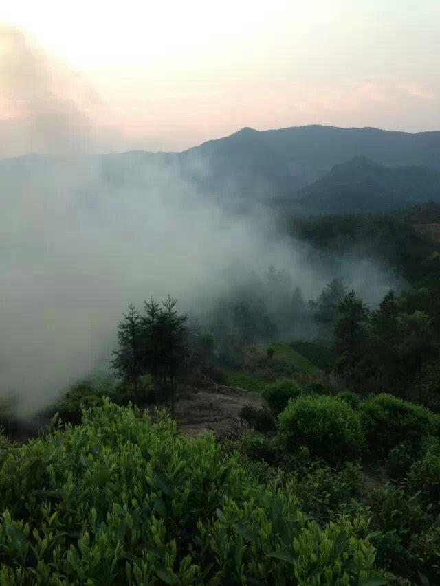 美丽家乡广东名茶凤凰单丛茶 (17/23)