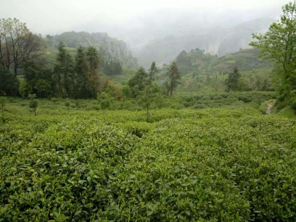 大山上美丽的茶园风光欣赏22