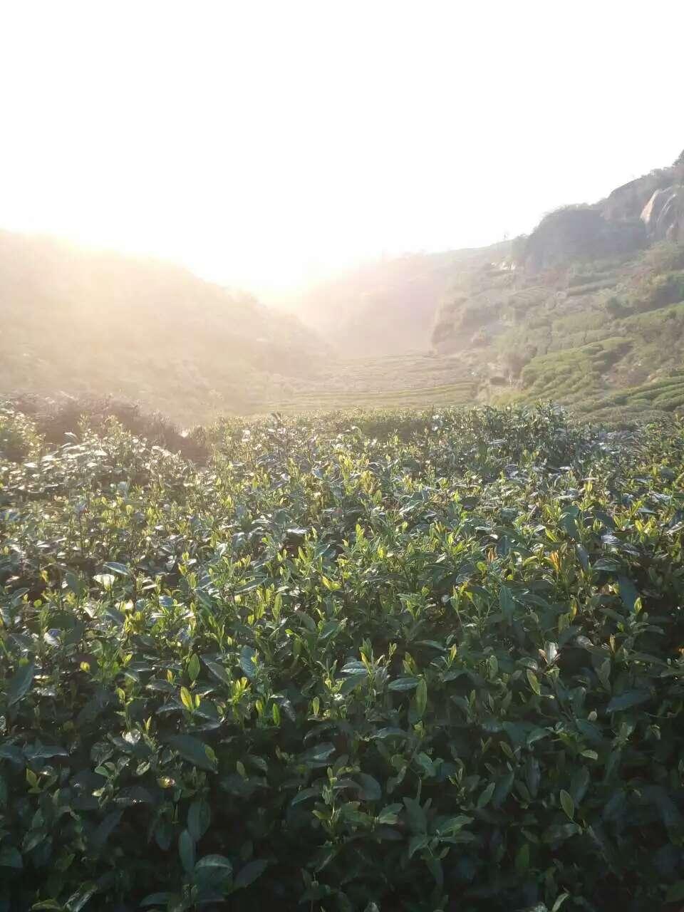 大山上美丽的茶园风光欣赏12