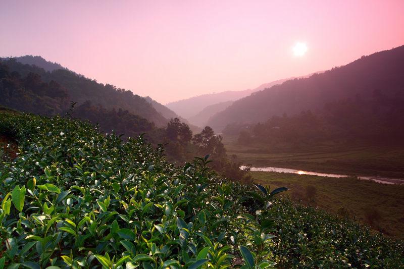 五指山红茶茶园茶树茶叶