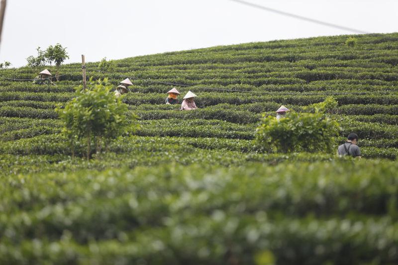 五指山红茶茶园茶树茶叶7