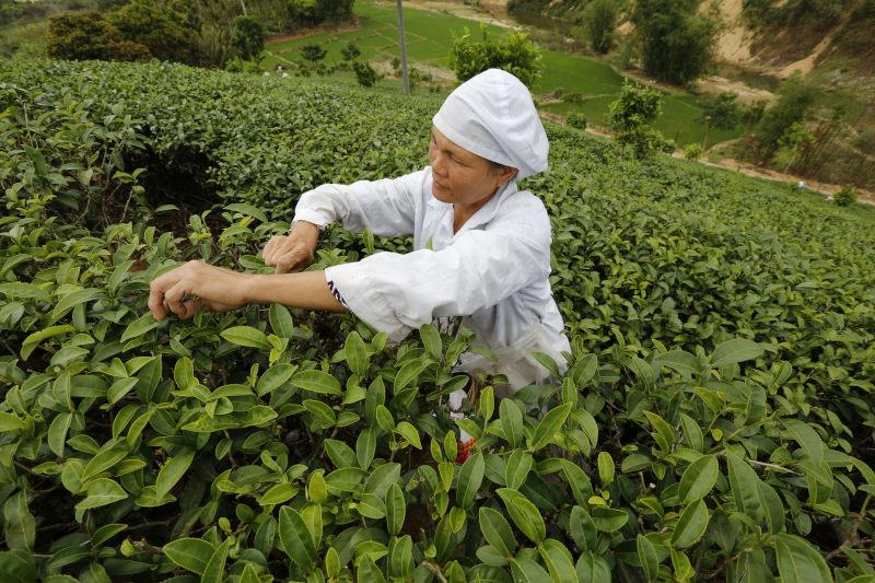 五指山红茶茶园茶树茶叶9