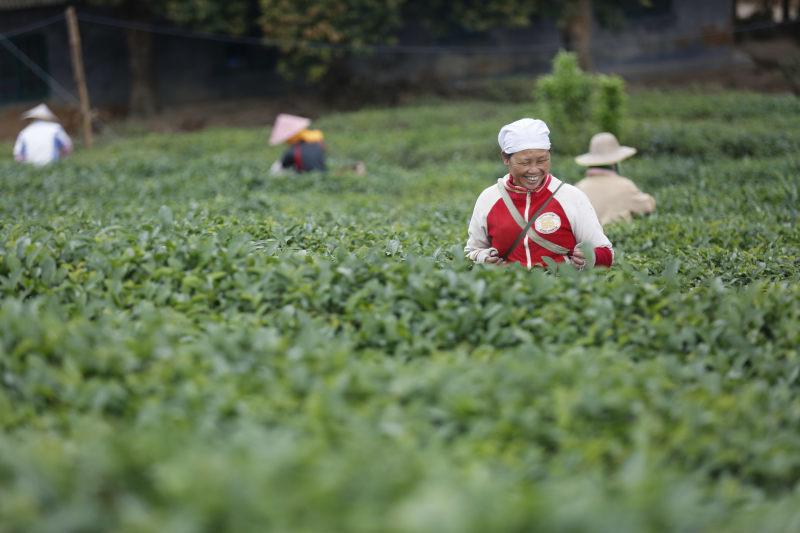 五指山红茶茶园茶树茶叶10