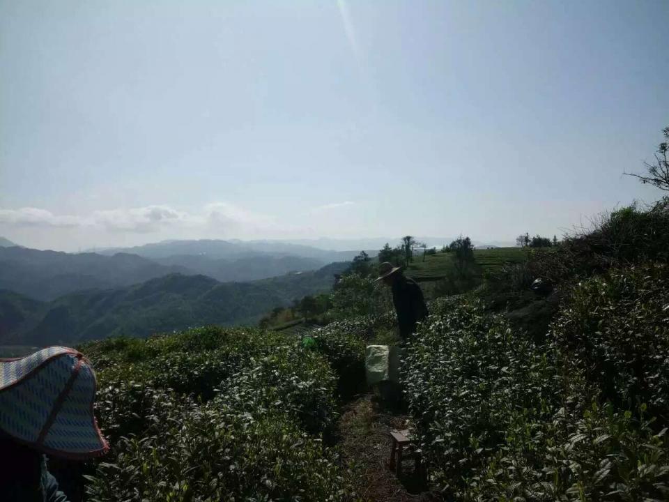 春天高山茶山美景