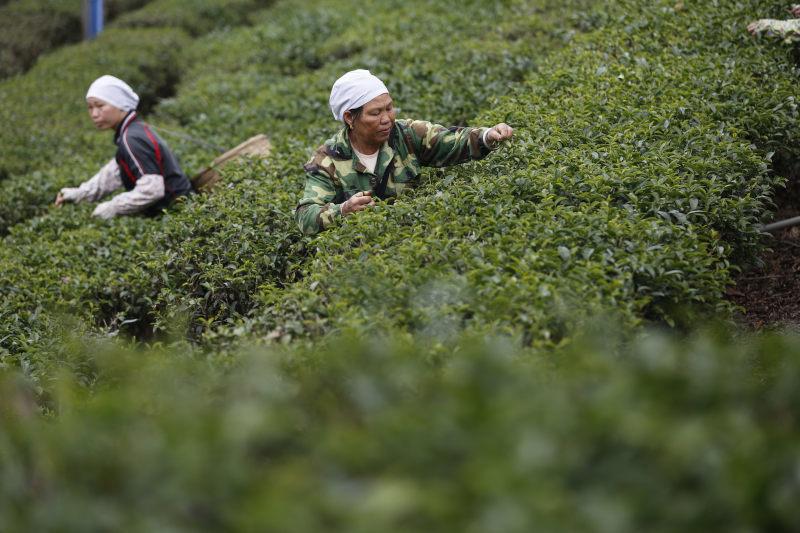 五指山红茶茶园茶树茶叶6