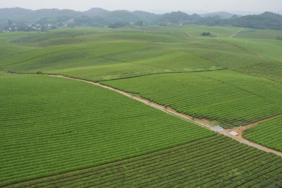 贵州永兴万亩茶山茶海茶树图片13