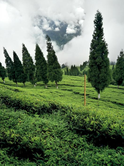 印度喜马拉雅山茶园图片