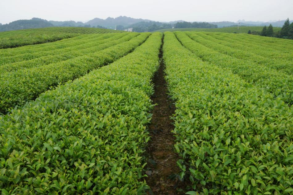 贵州永兴万亩茶山茶海茶树图片3