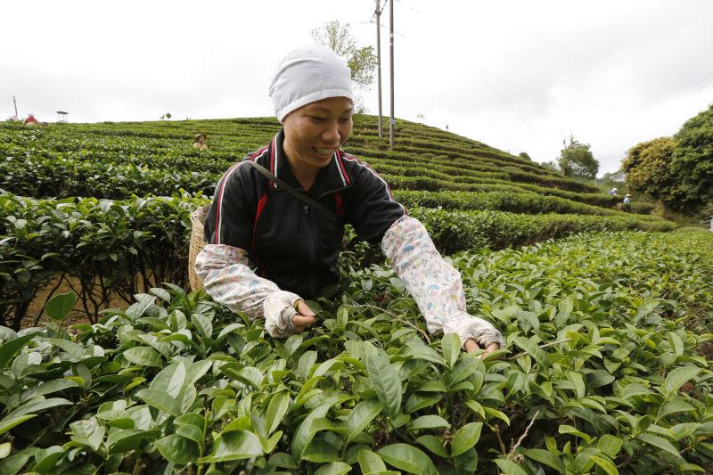 五指山红茶茶园茶树茶叶4